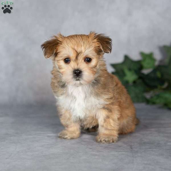 Georgie, Morkie / Yorktese Puppy